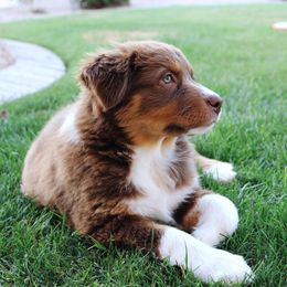 Australian Shepherd Puppies from Far Out Aussies