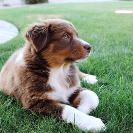 Australian Shepherd Puppies from Far Out Aussies