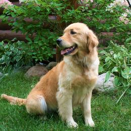 Lita - Golden Retriever