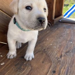 Girl 6 - female Labrador Retriever puppy in Goldendale, Washington from Mountain View Kennels
