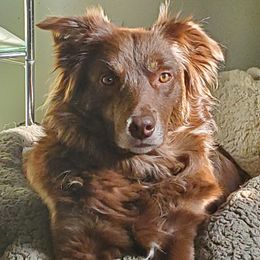 Athena - Australian Shepherd