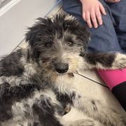 Bordoodle and Labradoodle Puppies from Howdy Doodles