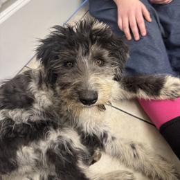 Bordoodle and Labradoodle Puppies from Howdy Doodles