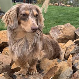 Dachshunds from Longbottom Doxies