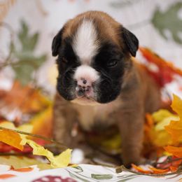 Saxon - Fawn male Boxer puppy in Warsaw, New York from Hillview Kennels