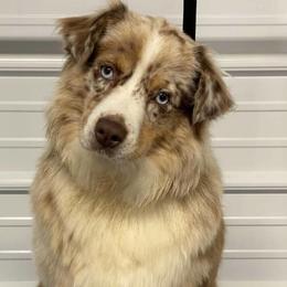 Australian Shepherds from Wilkosz Wigglebutts