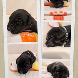 Green collar - Black female Cane Corso puppy in Va Beach, Virginia from Guardian Corso's