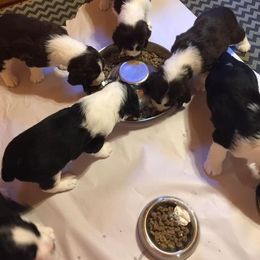 English Springer Spaniel Puppies from RedDoor English Springer Spaniels