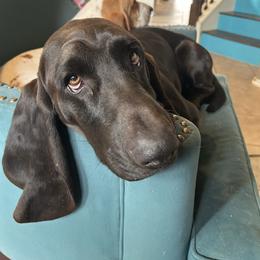 Otis - Basset Hound