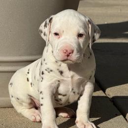 Male 1 - White and liver brown male Dalmatian puppy in Lake Mathews, California from Bully Market