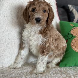 Goldendoodle Puppies from AZ/CO Designer Goldendoodles