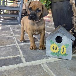 Juni - female Rhodesian Ridgeback puppy in Gaffney, South Carolina from Circle D Farms