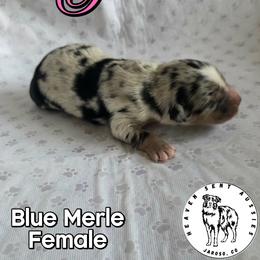 Pippa - Blue merle female Miniature Australian Shepherd puppy in Jaroso, Colorado from Heaven Sent Aussies