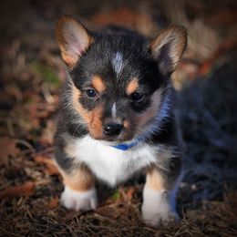 Pembroke Welsh Corgi Puppies from Dream Corgis