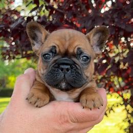 Ancho - Fawn and white male French Bulldog puppy in Redding, California from Tri County Frenchies
