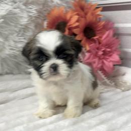 Darla - Black white and silver female Shih Tzu puppy in Elgin, South Carolina from Silver Bells Paw Prints