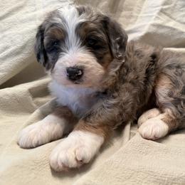 Indigo - Blue merle female Bernedoodle puppy in Ashland, Kentucky from Still Waters Farm