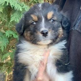 Oakley -AKC male - Black tri-color male Australian Shepherd puppy in Quebeck, Tennessee from KC Aussies TN