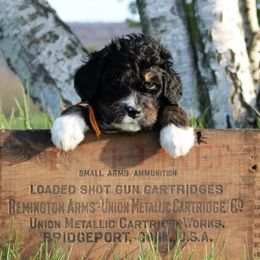 Bernedoodles, Bernese Mountain Dogs, Poodles, and Sheepadoodles from Bubbling Springs Doodles, LLC