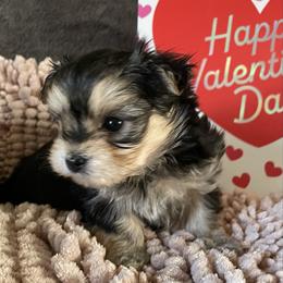 Milo - Black & tan tri-color male Morkie puppy in Taylorsville, North Carolina from Mountain Top Hot Tailz
