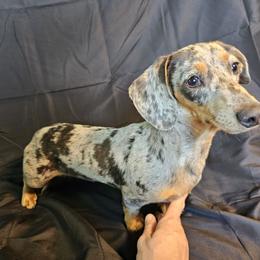 Frankie - Dachshund