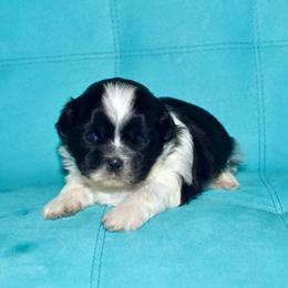 Alexander - Black and white male Shih Tzu puppy in Stroud, Oklahoma from Laik’s Little Shihtz & Poms