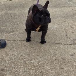 Hubble - French Bulldog
