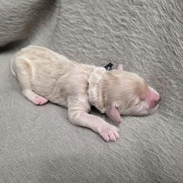 Shiloh - Cream male Goldendoodle puppy in Summerfield, North Carolina from Lila's Teddybear Goldendoodles