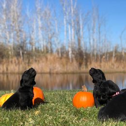 Rocky Ridge Labradors breeder of Labrador Retriever