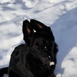 German Shepherds from Lindhalla German Shepherds