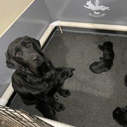 Labrador Retriever Puppies from R Little Retrievers