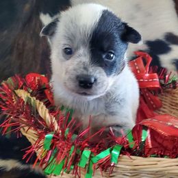 Half mask - Blue mottled male Australian Cattle Dog puppy in Lenoir, North Carolina from Blue Coyote Ranch