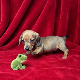 Robin - Red female Dachshund puppy in Richmond, Virginia from Paw Prints