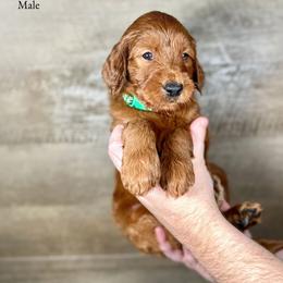 Ivan - Red  male Goldendoodle puppy in Abilene, Texas from Mesquite Kennels