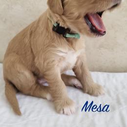Goldendoodle Puppies from Golden Law Kennels