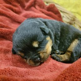 Rottweiler Puppies from Hauser's Kennel