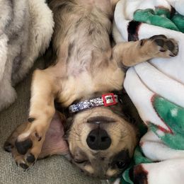 Dachshund Puppies from GypsyDox