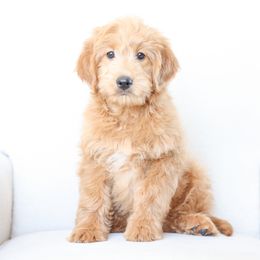 Bernedoodle and Goldendoodle Puppies from Kimberlee’s Kennels