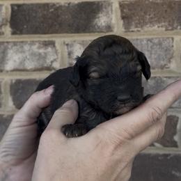 Twix - Grizzle male Sheepadoodle puppy in Cartersville, Georgia from Simply Blessed Doodles