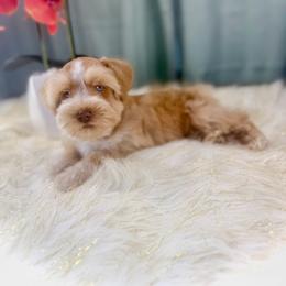 Luke - Wheaten male Miniature Schnauzer puppy in Overton, Texas from Beards & Bows Schnauzer Farm