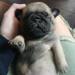 Crew - Fawn male Pug puppy in Glendale, Oregon from Azalea Pugs