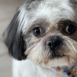 Shih Tzus from Marisol Martinez's Shih Tzus