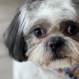 Shih Tzus from Marisol Martinez's Shih Tzus