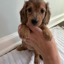 Girl 5 - Red female Dachshund puppy in Lancaster, South Carolina from Oakview Kennels