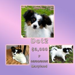 Dot2 - White black and tan female Papillon puppy in Oakland, Maryland from Holly Huxford