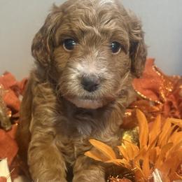 Lime green collar - Red  male Goldendoodle puppy in Maumee, Ohio from Bell's Doodles