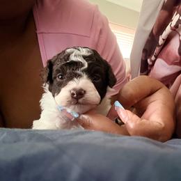 Wanda - Parti female Poodle puppy in Kissimmee, Florida from Poodles Are Mixy