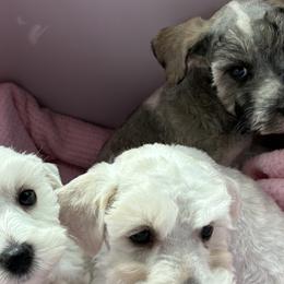 Miniature Schnauzers and Shih Tzus from Cutie Shihtzu, Miniature Schnauzer