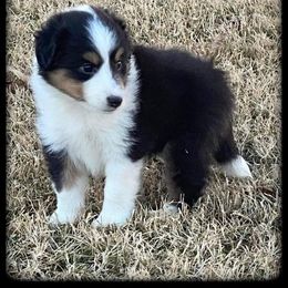 Shetland Sheepdog Puppies from Agee's World of Shelties