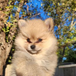 Choko - Red sable male Pomeranian puppy in Fort Worth, Texas from Picture Perfect Poms